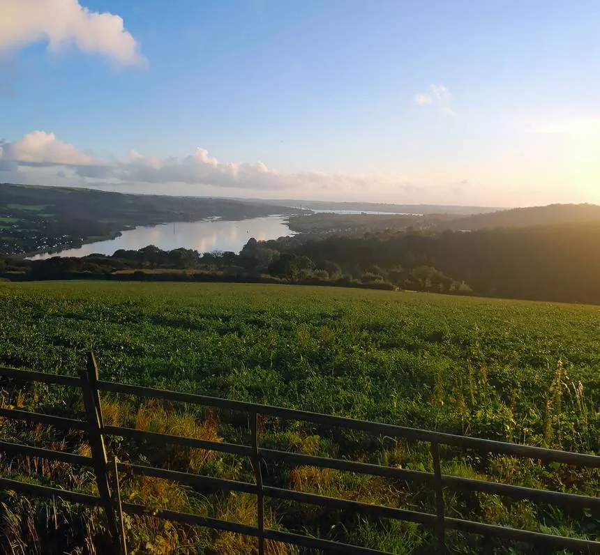 The Tamar estuary at golden hour, seen from the field