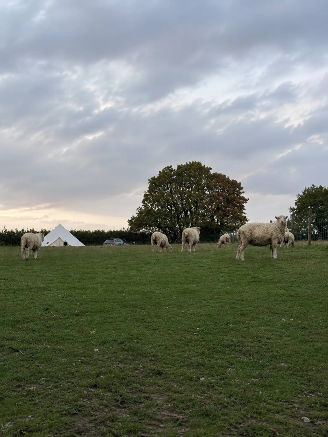Sheep grazing on the field at dusk near a lone tree, the tent in the distance