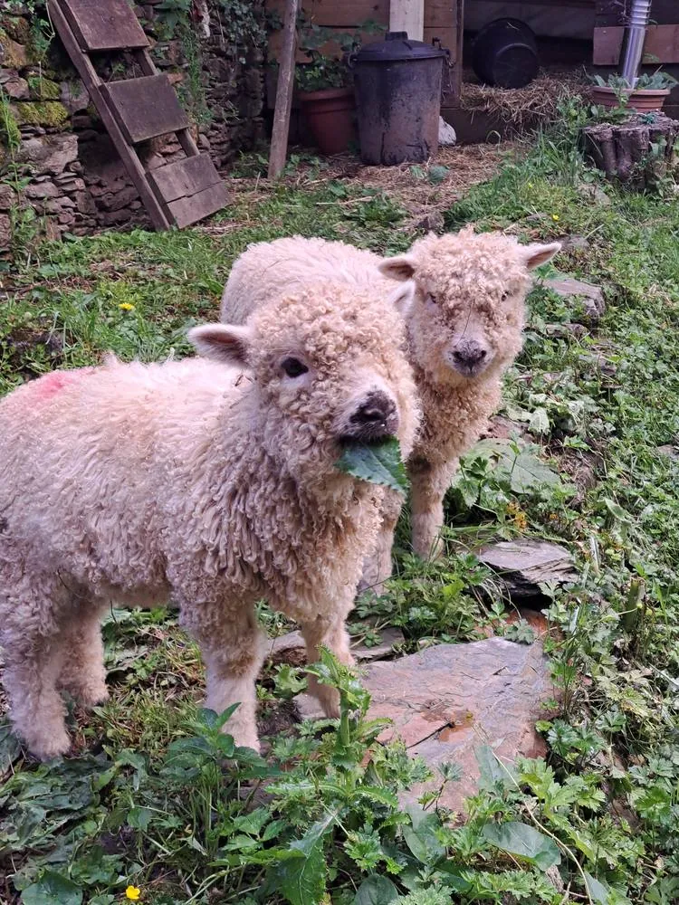 Two tame, curly-fleeced rare-breed lambs in the garden