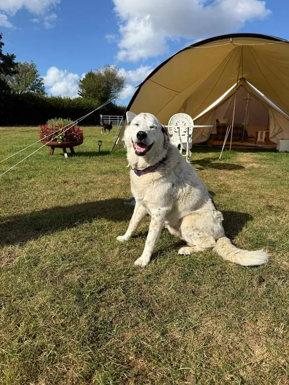 A happy dog sitting in the sunshine by a bell tent