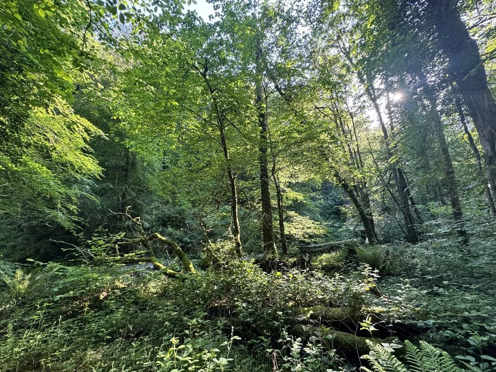 Sunlight falling through tall trees in quiet ancient woodland
